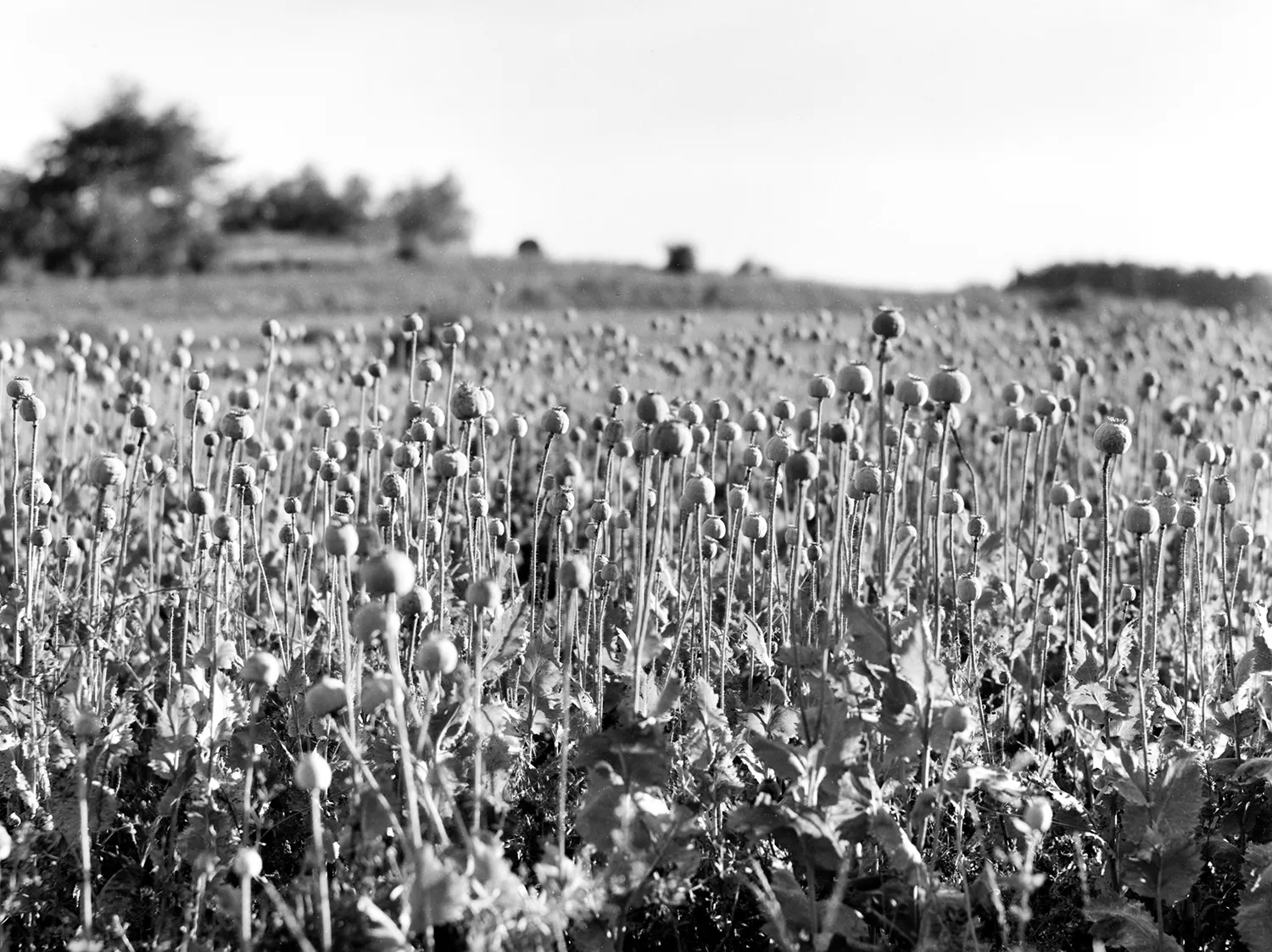 Mohnfeld im Waldviertel, Fotografie von Jakob Huger