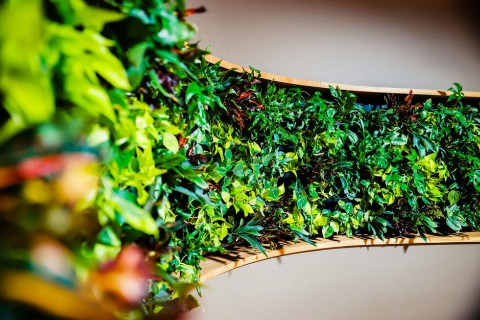 green walls at Zeitgeist