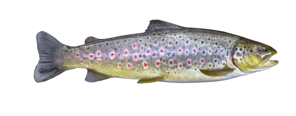 bachforelle Bachforelle Zeitgeist Vienna